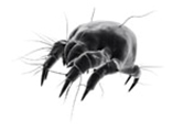 Hygienitech Bedbugs
